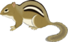 Chipmunk Staying Still Clip Art